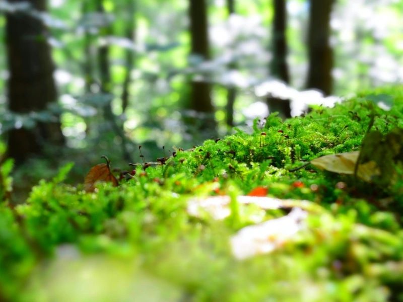 Forest in spring - how does this image strike you compared to a forest in darkness, thunderstorms and storms?